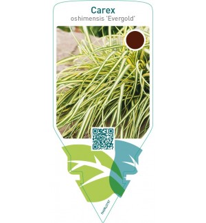 Carex oshimensis ‘Evergold’