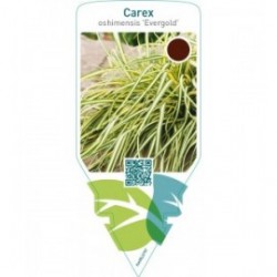 Carex oshimensis ‘Evergold’