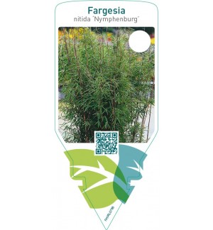Fargesia nitida ‘Nymphenburg’