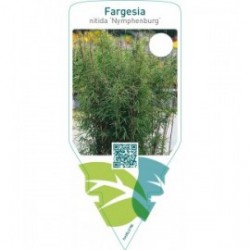 Fargesia nitida ‘Nymphenburg’