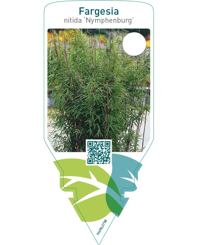 Fargesia nitida ‘Nymphenburg’