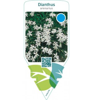 Dianthus arenarius