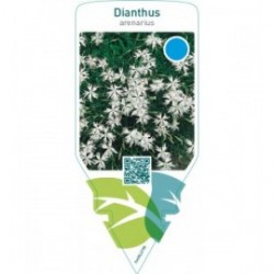 Dianthus arenarius