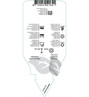 Etichette di Dianthus arenarius *