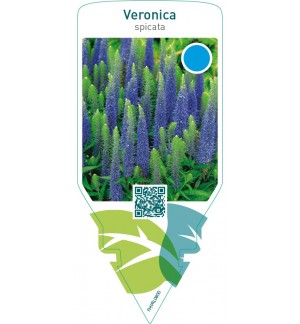 Veronica spicata  blue