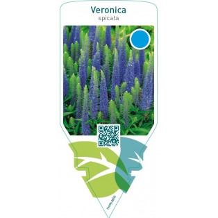 Veronica spicata  blue