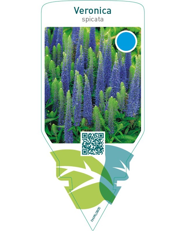 Veronica spicata  blue