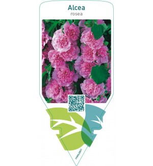 Alcea rosea  pink