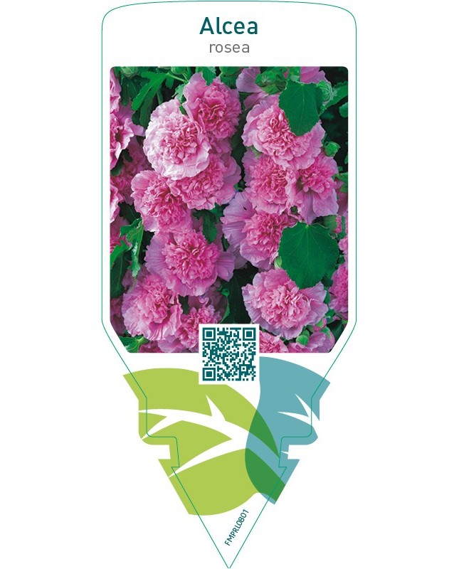 Alcea rosea  pink