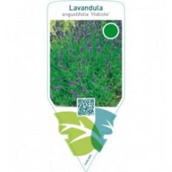 Lavandula angustifolia ‘Hidcote’