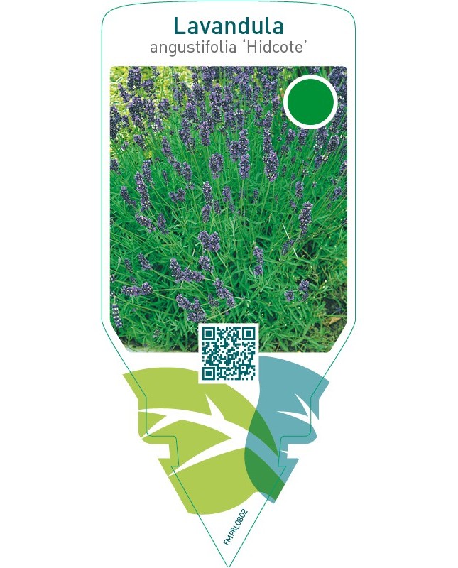 Lavandula angustifolia ‘Hidcote’
