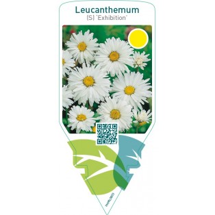 Leucanthemum (S) ‘Exhibition’