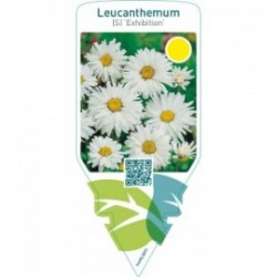 Leucanthemum (S) ‘Exhibition’