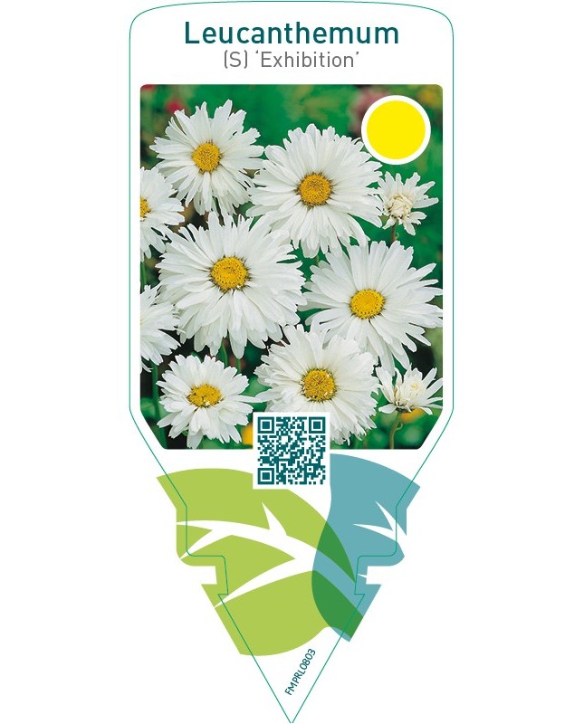Leucanthemum (S) ‘Exhibition’