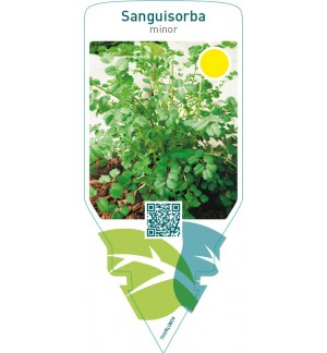 Sanguisorba minor