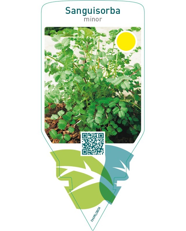 Sanguisorba minor