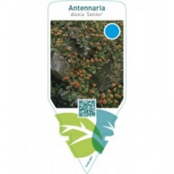Antennaria dioica ‘Senior’
