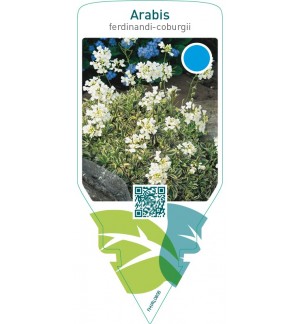 Arabis ferdinandi-coburgii