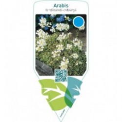 Arabis ferdinandi-coburgii