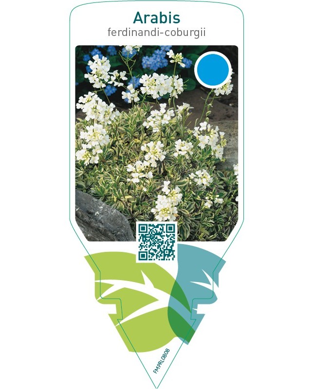 Arabis ferdinandi-coburgii