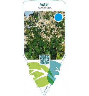 Aster cordifolius