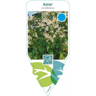 Aster cordifolius