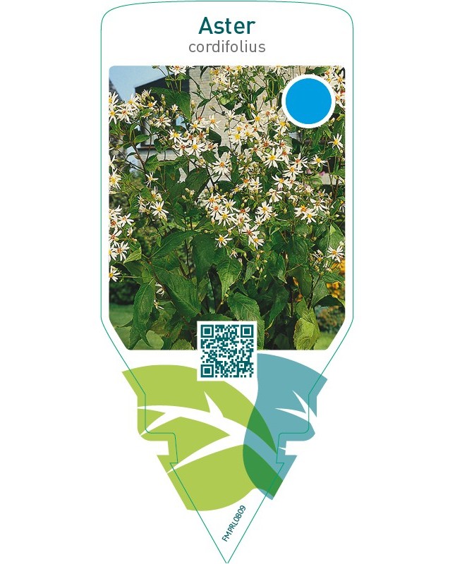Aster cordifolius
