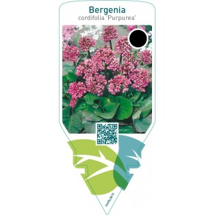 Bergenia cordifolia ‘Purpurea’