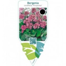 Bergenia cordifolia ‘Purpurea’