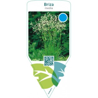 Briza media