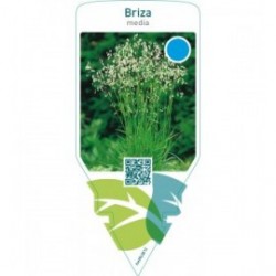 Briza media
