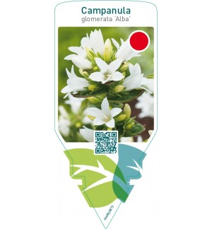 Campanula glomerata ‘Alba’