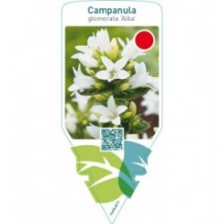 Campanula glomerata ‘Alba’