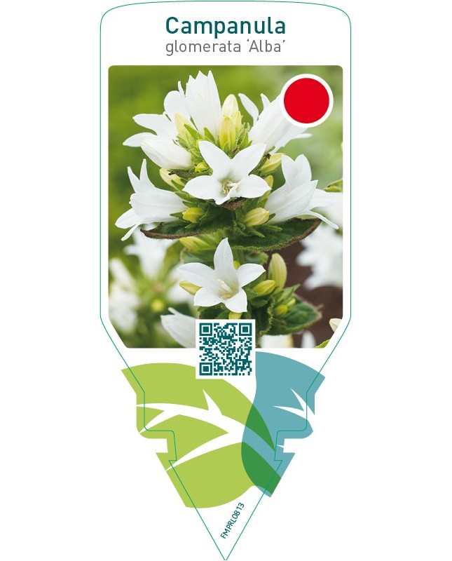 Campanula glomerata ‘Alba’