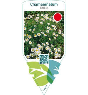 Chamaemelum nobile (dog-fennel)