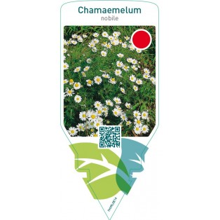 Chamaemelum nobile (dog-fennel)