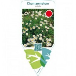 Chamaemelum nobile (dog-fennel)
