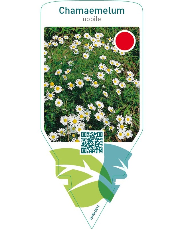 Chamaemelum nobile (dog-fennel)