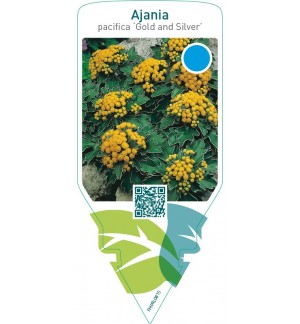 Ajania pacifica ‘Gold and Silver’