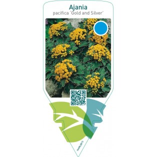 Ajania pacifica ‘Gold and Silver’