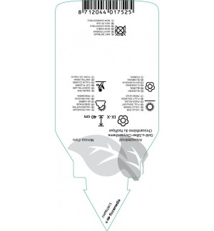 Etichette di Ajania pacifica ‘Gold and Silver’ *