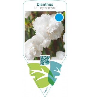 Dianthus (P) ‘Haytor White’
