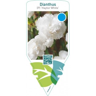 Dianthus (P) ‘Haytor White’