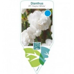 Dianthus (P) ‘Haytor White’
