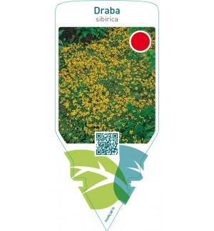 Draba sibirica