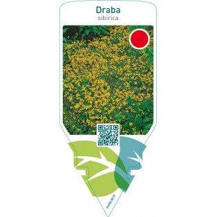Draba sibirica