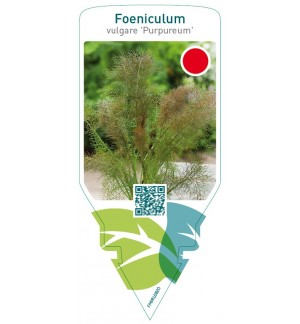 Foeniculum vulgare ‘Purpureum’