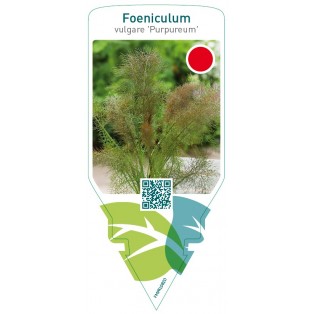 Foeniculum vulgare ‘Purpureum’