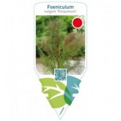 Foeniculum vulgare ‘Purpureum’