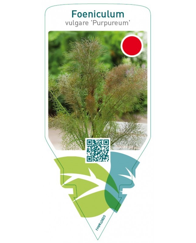 Foeniculum vulgare ‘Purpureum’